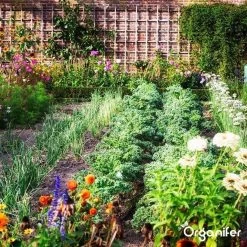 Lavagruis Uit Eifel Oergesteente (20Kg Voor 200m2) Grof Lavameel 0-2mm - Organifer -Tuin & Buiten Korting Winkel 1200x1200 32