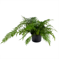 Aglaomorpha Jim - P37 H75 - Kamerplant