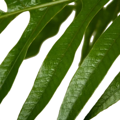 Aglaomorpha Jim - P37 H75 - Kamerplant 8 Aglaomorpha Jim - P37 H75 - Kamerplant -Tuin & Buiten Korting Winkel aglaomorpha jim p37 h75 kamerplant 4