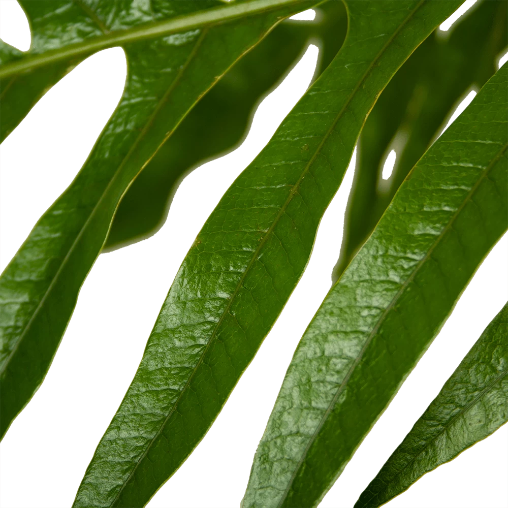 Aglaomorpha Jim - P37 H75 - Kamerplant 5 Aglaomorpha Jim - P37 H75 - Kamerplant - Afbeelding 3