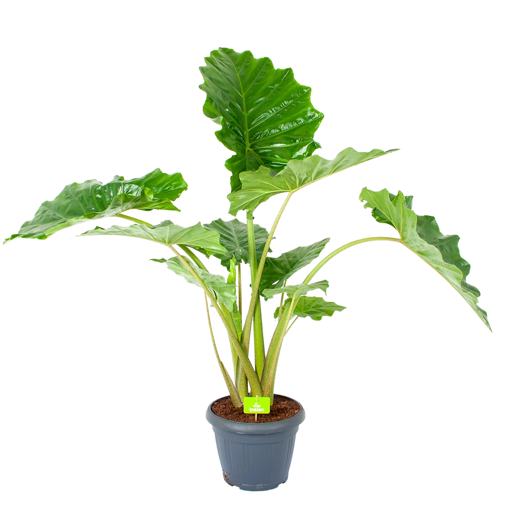 Alocasia Portodora - Olifantsoor - P35 H135 - Kamerplant 3 Alocasia Portodora - Olifantsoor - P35 H135 - Kamerplant