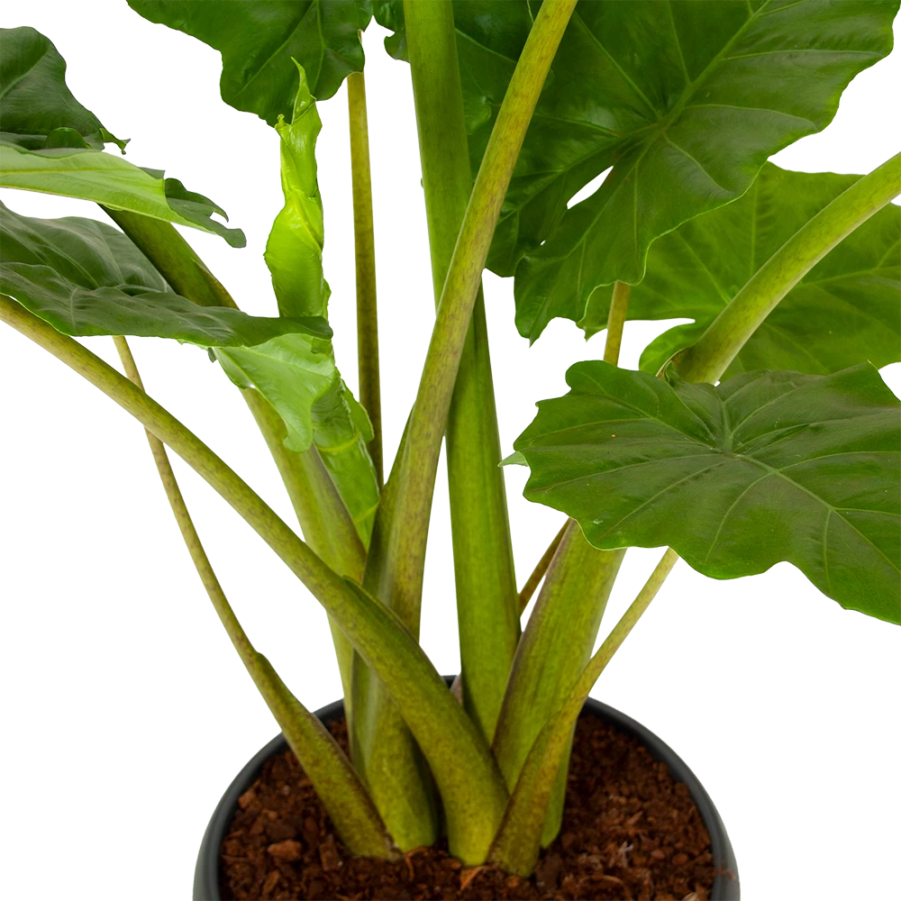 Alocasia Portodora - Olifantsoor - P35 H135 - Kamerplant 4 Alocasia Portodora - Olifantsoor - P35 H135 - Kamerplant - Afbeelding 2