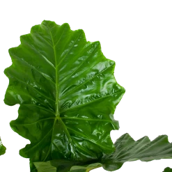 Alocasia Portodora - Olifantsoor - P35 H135 - Kamerplant 8 Alocasia Portodora - Olifantsoor - P35 H135 - Kamerplant -Tuin & Buiten Korting Winkel alocasia portodora olifantsoor p35 h135 6 1