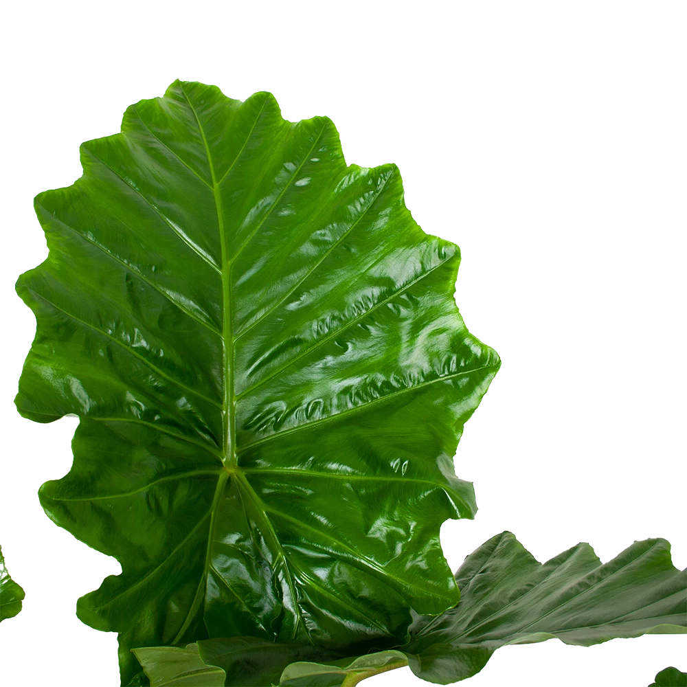 Alocasia Portodora - Olifantsoor - P35 H135 - Kamerplant 5 Alocasia Portodora - Olifantsoor - P35 H135 - Kamerplant - Afbeelding 3