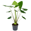 Alocasia Zebrina - Olifantsoor - P32 H120 - Kamerplant