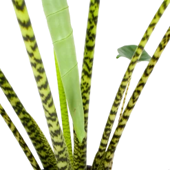 Alocasia Zebrina - Olifantsoor - P32 H120 - Kamerplant -Tuin & Buiten Korting Winkel alocasia zebrina olifantsoor p32 h120 6