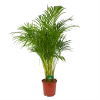 Areca - Goudpalm - P24 H140 - Kamerplant 1 Areca - Goudpalm - P24 H140 - Kamerplant -Tuin & Buiten Korting Winkel areca goudpalm p24 h140 kamerplant 1