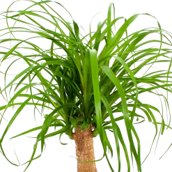 Beaucarnea Recurvata - Op Stam - Olifantenpoot - P21 H60 - Kamerplant -Tuin & Buiten Korting Winkel beaucarnea recurvata op stam olifantenpoot p21 h60 6 1