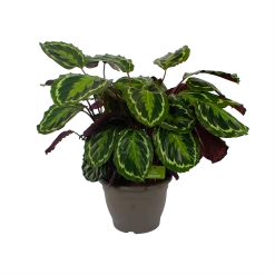 Calathea Medaillon - Schaduwplant - P32 H80 - Kamerplant -Tuin & Buiten Korting Winkel calathea medaillon schaduwplant p32 h80 2 1