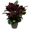 Calathea Medaillon - Schaduwplant - P32 H80 - Kamerplant -Tuin & Buiten Korting Winkel calathea medaillon schaduwplant p32cm h80cm 2 1