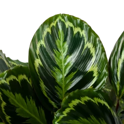 Calathea Medaillon - Schaduwplant - P32 H80 - Kamerplant -Tuin & Buiten Korting Winkel calathea medaillon schaduwplant p32cm h80cm 5 1
