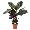 Calathea Ornata - Livingplant - Schaduwplant - P19 H75 - Kamerplant -Tuin & Buiten Korting Winkel calathea ornata livingplant schaduwplant p19 h75 1 1