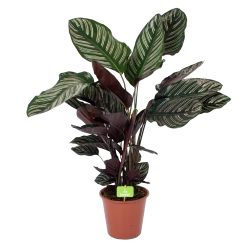 Calathea Ornata - Livingplant - Schaduwplant - P19 H75 - Kamerplant