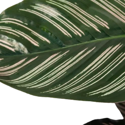 Calathea Ornata - Livingplant - Schaduwplant - P19 H75 - Kamerplant -Tuin & Buiten Korting Winkel calathea ornata livingplant schaduwplant p19 h75 6 1