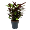 Calathea Rufibarba Wavestar - Pauwenplant - P27 H90 - Kamerplant -Tuin & Buiten Korting Winkel calathea rufibarba wavestar pauwenplant p27 h90 1 1