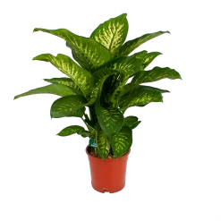 Dieffenbachia Seguine Tropic Snow - P24 H90 - Kamerplant