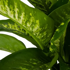 Dieffenbachia Seguine Tropic Snow - P24 H90 - Kamerplant -Tuin & Buiten Korting Winkel dieffenbachia seguine tropic snow p24 h90 2 4