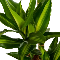 Dracaena Cintho - Op Stam - Drakenbloedboom - P27 H150 - Kamerplant -Tuin & Buiten Korting Winkel dracaena cintho op stam drakenbloedboom p27 h150 6 1
