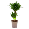 Dracaena Compacta - Op Stam - Drakenbloedboom - P17 H55 - Kamerplant