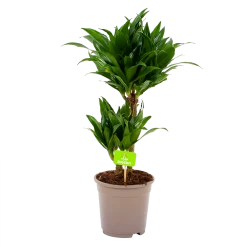 Dracaena Compacta - Op Stam - Drakenbloedboom - P17 H55 - Kamerplant