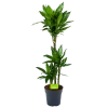 Dracaena Janet Lind - Op Stam - Drakenbloedboom - P21 H100 - Kamerplant -Tuin & Buiten Korting Winkel dracaena janet lind op stam drakenbloedboom p21 h100 1 1