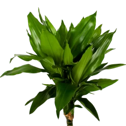 Dracaena Janet Lind - Op Stam - Drakenbloedboom - P21 H100 - Kamerplant -Tuin & Buiten Korting Winkel dracaena janet lind op stam drakenbloedboom p21 h100 5 1