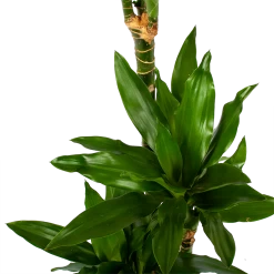 Dracaena Janet Lind - Op Stam - Drakenbloedboom - P21 H100 - Kamerplant -Tuin & Buiten Korting Winkel dracaena janet lind op stam drakenbloedboom p21 h100 6 1