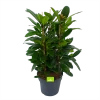 Ficus Cyathistipula - Groene Vijg - Toef - P34 H120 - Kamerplant