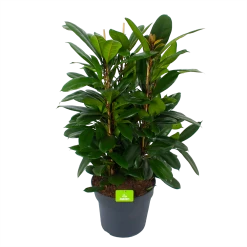 Ficus Cyathistipula - Groene Vijg - Toef - P34 H120 - Kamerplant