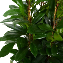 Ficus Cyathistipula - Groene Vijg - Toef - P34 H120 - Kamerplant -Tuin & Buiten Korting Winkel ficus cyathistipula groene vijg toef p34 h120 6 3