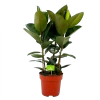 Ficus Elastica Robusta - Rubberboom - P27 H100 - Kamerplant