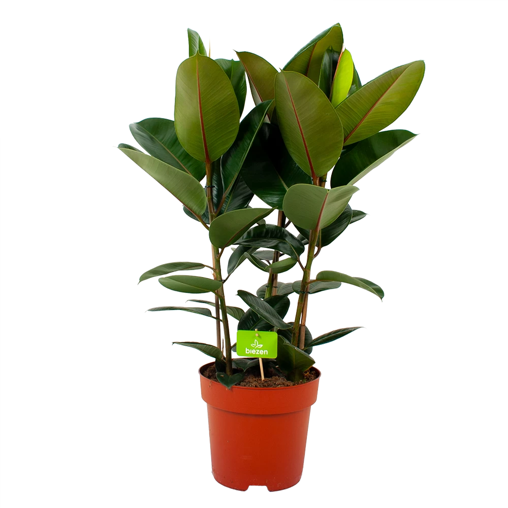 Ficus Elastica Robusta - Rubberboom - P27 H100 - Kamerplant 3 Ficus Elastica Robusta - Rubberboom - P27 H100 - Kamerplant