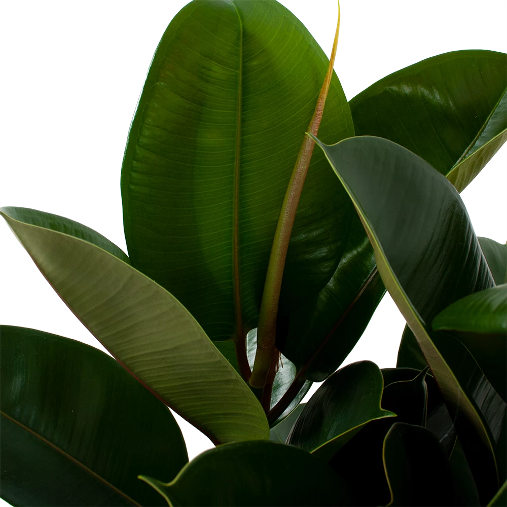 Ficus Elastica Robusta - Rubberboom - P27 H100 - Kamerplant 4 Ficus Elastica Robusta - Rubberboom - P27 H100 - Kamerplant - Afbeelding 2