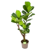 Ficus Lyrata Vertakt - Tabaksplant - P24 H130 - Kamerplant -Tuin & Buiten Korting Winkel ficus lyrata tabaksplant p24 h130 1 3