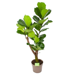 Ficus Lyrata Vertakt - Tabaksplant - P24 H130 - Kamerplant