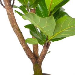 Ficus Lyrata Vertakt - Tabaksplant - P24 H130 - Kamerplant -Tuin & Buiten Korting Winkel ficus lyrata tabaksplant p24 h130 6 3