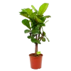Ficus Lyrata Vertakt - Tabaksplant - P30 H130 - Kamerplant -Tuin & Buiten Korting Winkel ficus lyrata tabaksplant p30 h130 1 1