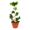 Ficus Microcarpa Ginseng - Bonsai - P29 H90 - Kamerplant -Tuin & Buiten Korting Winkel ficus microcarpa ginseng bonsai p29 h90 1