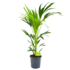 Kentiapalm - Howea Forsteriana - P21 H100 - Kamerplant -Tuin & Buiten Korting Winkel kentiapalm howea forsteriana p21 h100 4