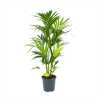 Kentiapalm - Howea Forsteriana - P24 H130 - Kamerplant -Tuin & Buiten Korting Winkel kentiapalm howea forsteriana p24 h130 1