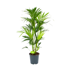 Kentiapalm - Howea Forsteriana - P24 H130 - Kamerplant