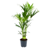 Kentiapalm - Howea Forsteriana - P24 H140 - Kamerplant -Tuin & Buiten Korting Winkel kentiapalm howea forsteriana p24 h140 1 1 3