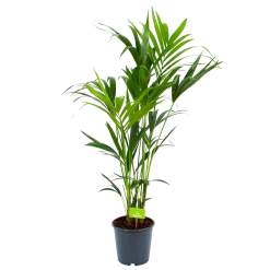 Kentiapalm - Howea Forsteriana - P24 H140 - Kamerplant 6 Kentiapalm - Howea Forsteriana - P24 H140 - Kamerplant -Tuin & Buiten Korting Winkel kentiapalm howea forsteriana p24 h140 1 2 3