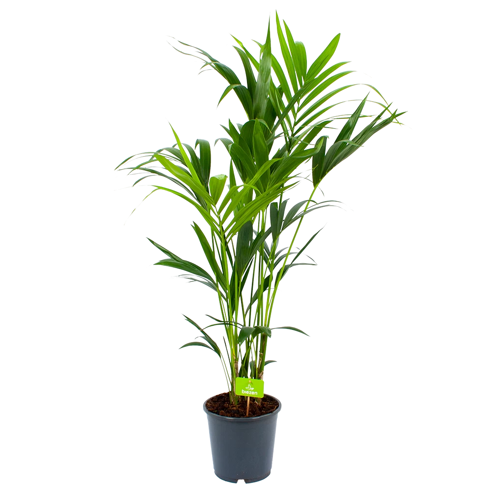 Kentiapalm - Howea Forsteriana - P24 H140 - Kamerplant 4 Kentiapalm - Howea Forsteriana - P24 H140 - Kamerplant - Afbeelding 2