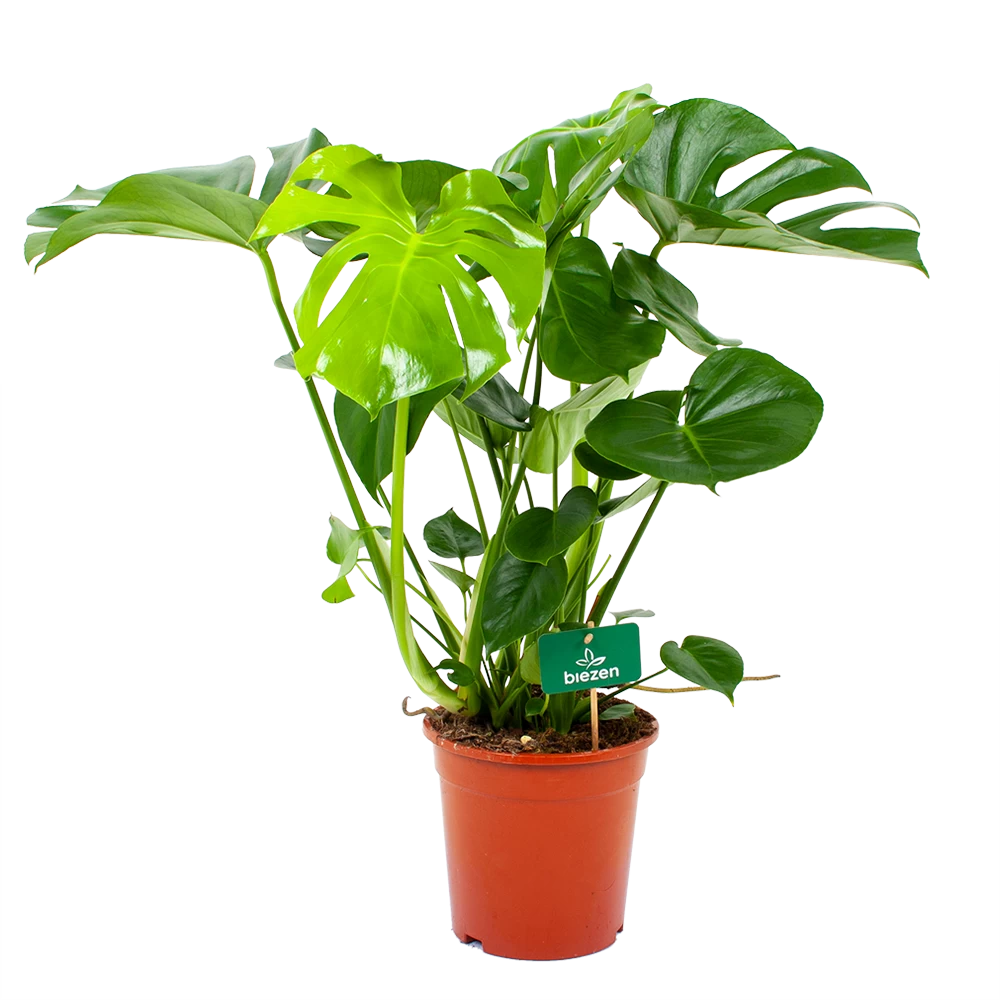 Monstera Deliciosa - Gatenplant - P21 H75 - Kamerplant 3 Monstera Deliciosa - Gatenplant - P21 H75 - Kamerplant
