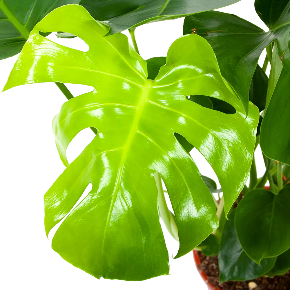 Monstera Deliciosa - Gatenplant - P21 H75 - Kamerplant 4 Monstera Deliciosa - Gatenplant - P21 H75 - Kamerplant - Afbeelding 2