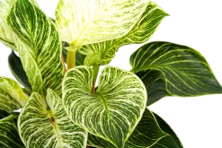 Philodendron White Wave - P17 H40 - Kamerplant -Tuin & Buiten Korting Winkel philodendron white wave p17 h40 6 1
