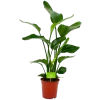 Strelitzia Nicolai - Paradijsvogelpant - P19 H80 - Kamerplant 1 Strelitzia Nicolai - Paradijsvogelpant - P19 H80 - Kamerplant -Tuin & Buiten Korting Winkel strelitzia nicolai paradijsvogelpant p19 h80 4