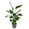 Strelitzia Nicolai - Paradijsvogelpant - P32,5 H165 - Kamerplant -Tuin & Buiten Korting Winkel strelitzia nicolai paradijsvogelpant p32 5 h165 1