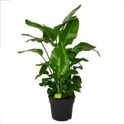 Strelitzia Nicolai - Paradijsvogelpant - P38 H160 - Kamerplant